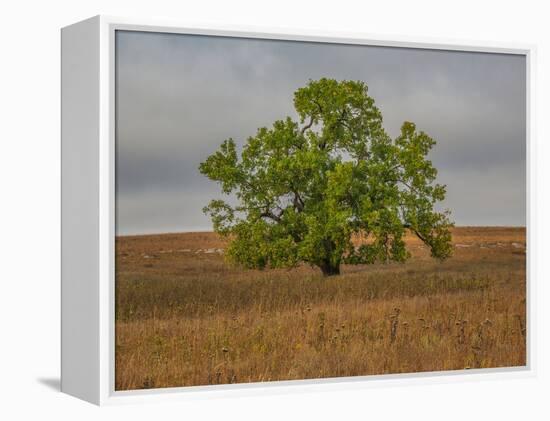 Great Cottonwood Tree in Kansas Flint Hills-Michael Scheufler-Framed Premier Image Canvas