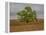 Great Cottonwood Tree in Kansas Flint Hills-Michael Scheufler-Framed Premier Image Canvas
