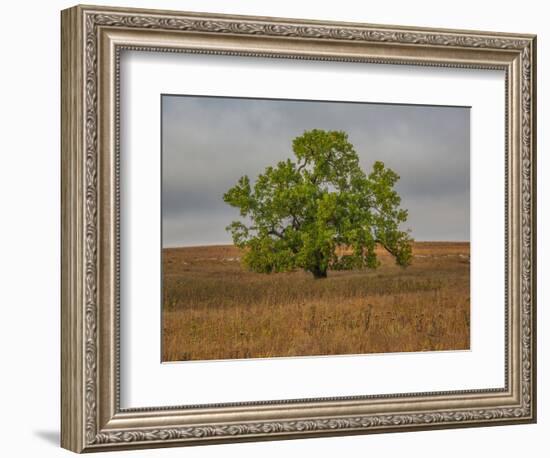 Great Cottonwood Tree in Kansas Flint Hills-Michael Scheufler-Framed Photographic Print