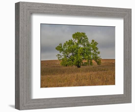 Great Cottonwood Tree in Kansas Flint Hills-Michael Scheufler-Framed Photographic Print