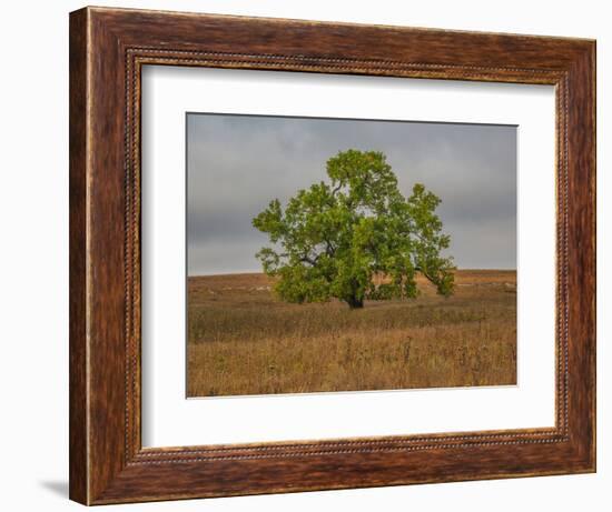 Great Cottonwood Tree in Kansas Flint Hills-Michael Scheufler-Framed Photographic Print