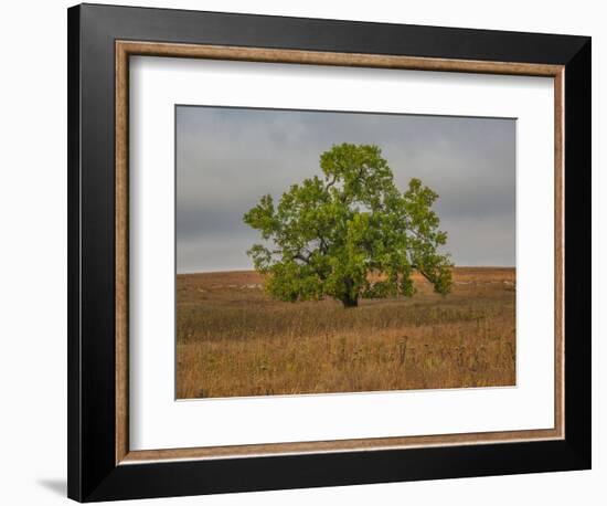 Great Cottonwood Tree in Kansas Flint Hills-Michael Scheufler-Framed Photographic Print