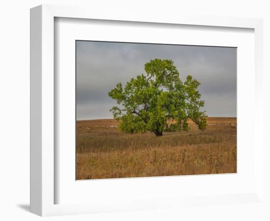 Great Cottonwood Tree in Kansas Flint Hills-Michael Scheufler-Framed Photographic Print