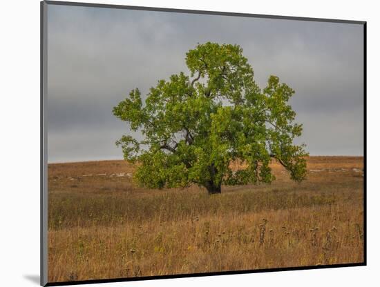 Great Cottonwood Tree in Kansas Flint Hills-Michael Scheufler-Mounted Photographic Print