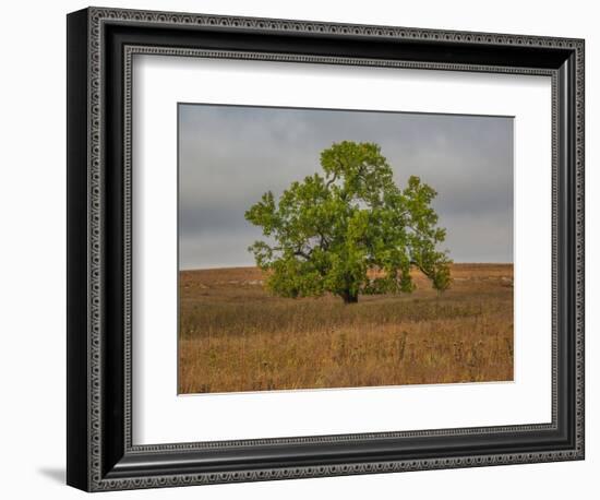 Great Cottonwood Tree in Kansas Flint Hills-Michael Scheufler-Framed Photographic Print