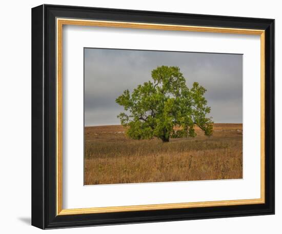 Great Cottonwood Tree in Kansas Flint Hills-Michael Scheufler-Framed Photographic Print