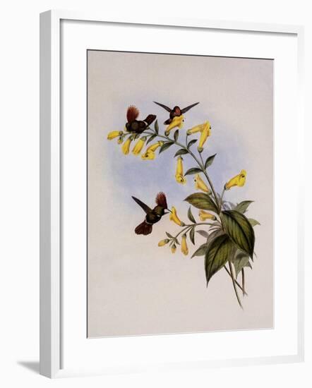 Great-Crested Coquette, Lophornis Regulus-John Gould-Framed Giclee Print