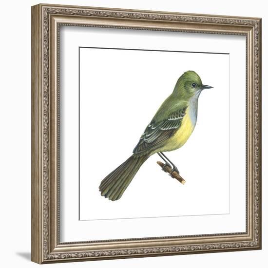 Great Crested Flycatcher (Myiarchus Crinitus), Birds-Encyclopaedia Britannica-Framed Art Print