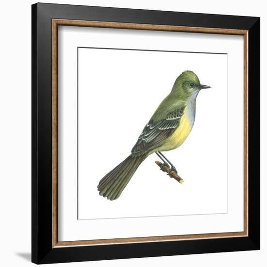 Great Crested Flycatcher (Myiarchus Crinitus), Birds-Encyclopaedia Britannica-Framed Art Print