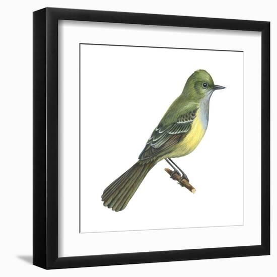 Great Crested Flycatcher (Myiarchus Crinitus), Birds-Encyclopaedia Britannica-Framed Art Print