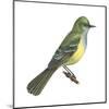 Great Crested Flycatcher (Myiarchus Crinitus), Birds-Encyclopaedia Britannica-Mounted Art Print