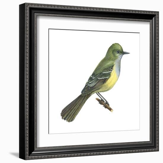 Great Crested Flycatcher (Myiarchus Crinitus), Birds-Encyclopaedia Britannica-Framed Art Print