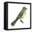Great Crested Flycatcher (Myiarchus Crinitus), Birds-Encyclopaedia Britannica-Framed Stretched Canvas