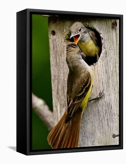 Great Crested Flycatcher Myiarchus Crinitus Central Pennsylvania-David Northcott-Framed Premier Image Canvas