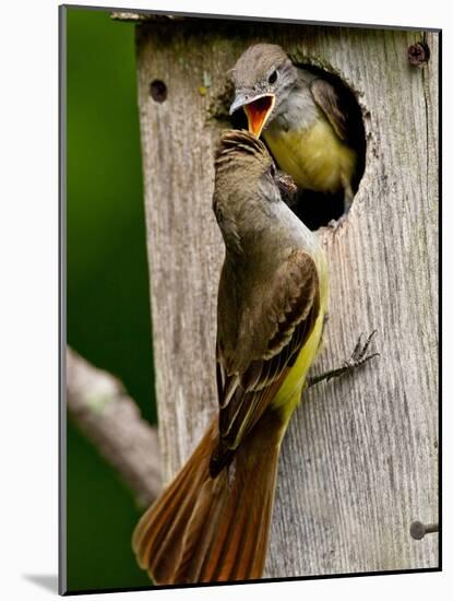 Great Crested Flycatcher Myiarchus Crinitus Central Pennsylvania-David Northcott-Mounted Photographic Print