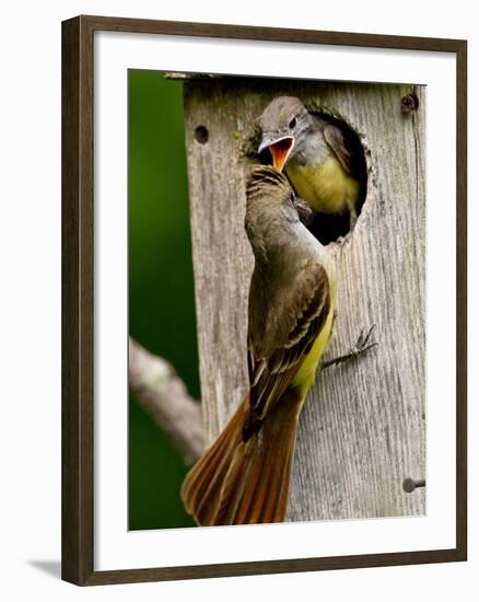 Great Crested Flycatcher Myiarchus Crinitus Central Pennsylvania-David Northcott-Framed Photographic Print