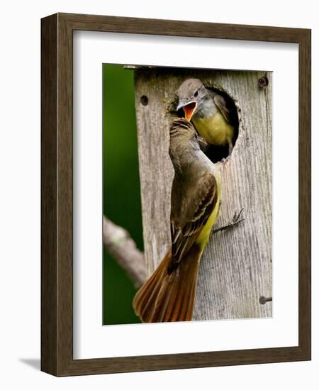 Great Crested Flycatcher Myiarchus Crinitus Central Pennsylvania-David Northcott-Framed Photographic Print