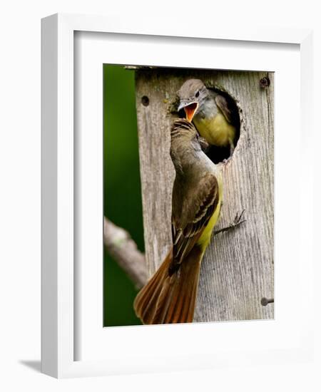 Great Crested Flycatcher Myiarchus Crinitus Central Pennsylvania-David Northcott-Framed Photographic Print