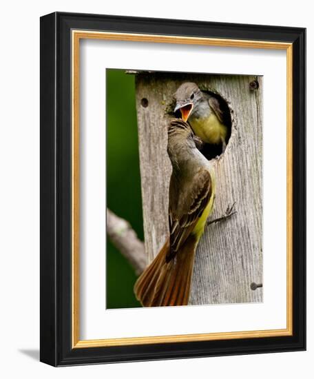 Great Crested Flycatcher Myiarchus Crinitus Central Pennsylvania-David Northcott-Framed Photographic Print