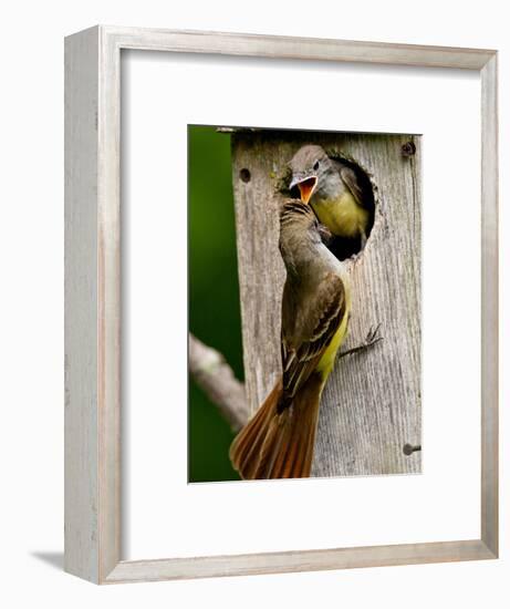 Great Crested Flycatcher Myiarchus Crinitus Central Pennsylvania-David Northcott-Framed Photographic Print