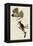 Great Crested Flycatcher-null-Framed Premier Image Canvas