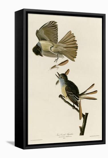 Great Crested Flycatcher-null-Framed Premier Image Canvas