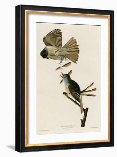 Great Crested Flycatcher-null-Framed Giclee Print