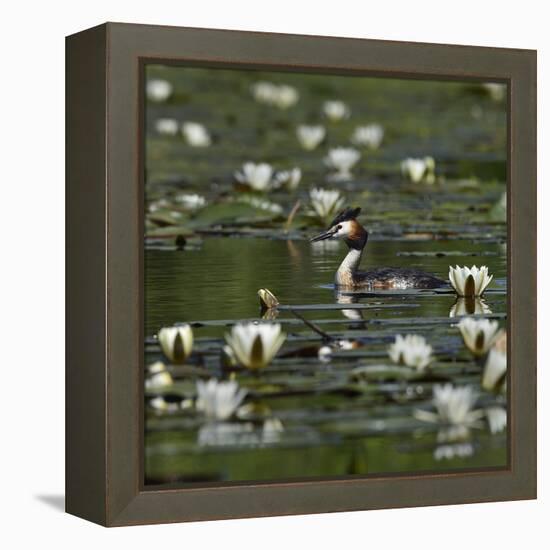 Great crested grebe amongst White water lilies, Danube Delta, Romania, May-Loic Poidevin-Framed Premier Image Canvas