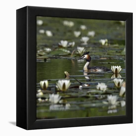 Great crested grebe amongst White water lilies, Danube Delta, Romania, May-Loic Poidevin-Framed Premier Image Canvas