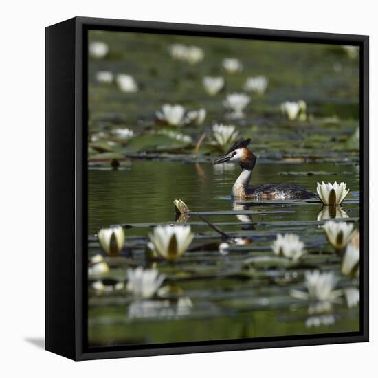 Great crested grebe amongst White water lilies, Danube Delta, Romania, May-Loic Poidevin-Framed Premier Image Canvas