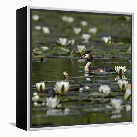 Great crested grebe amongst White water lilies, Danube Delta, Romania, May-Loic Poidevin-Framed Premier Image Canvas
