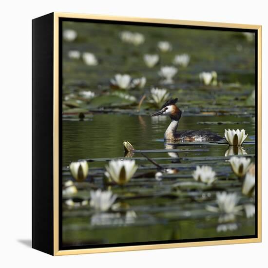 Great crested grebe amongst White water lilies, Danube Delta, Romania, May-Loic Poidevin-Framed Premier Image Canvas