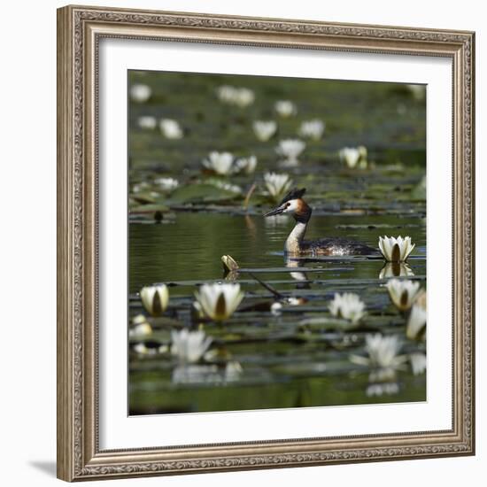 Great crested grebe amongst White water lilies, Danube Delta, Romania, May-Loic Poidevin-Framed Photographic Print