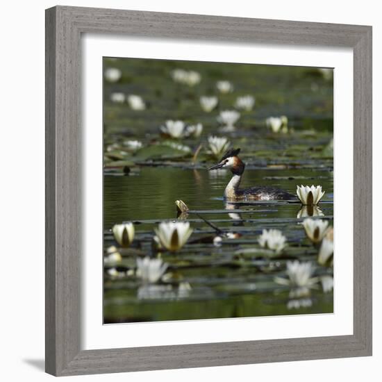 Great crested grebe amongst White water lilies, Danube Delta, Romania, May-Loic Poidevin-Framed Photographic Print