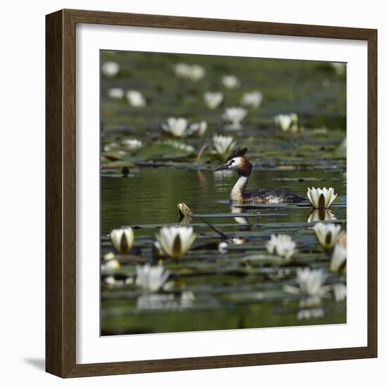 Great crested grebe amongst White water lilies, Danube Delta, Romania, May-Loic Poidevin-Framed Photographic Print