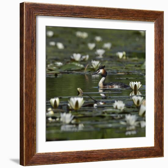 Great crested grebe amongst White water lilies, Danube Delta, Romania, May-Loic Poidevin-Framed Photographic Print