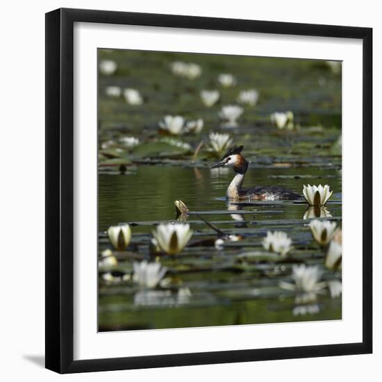 Great crested grebe amongst White water lilies, Danube Delta, Romania, May-Loic Poidevin-Framed Photographic Print