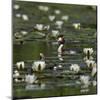 Great crested grebe amongst White water lilies, Danube Delta, Romania, May-Loic Poidevin-Mounted Photographic Print