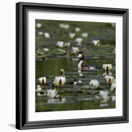 Great crested grebe amongst White water lilies, Danube Delta, Romania, May-Loic Poidevin-Framed Photographic Print