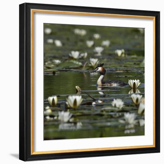 Great crested grebe amongst White water lilies, Danube Delta, Romania, May-Loic Poidevin-Framed Photographic Print