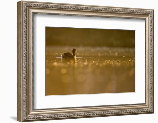 Great Crested Grebe, Podiceps Cristatus), Newcastle, United Kingdom, Europe-David Gibbon-Framed Photographic Print