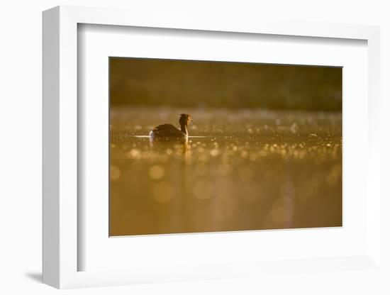 Great Crested Grebe, Podiceps Cristatus), Newcastle, United Kingdom, Europe-David Gibbon-Framed Photographic Print