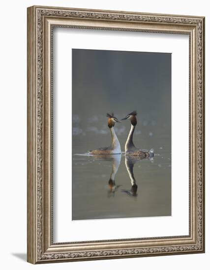 Great Crested Grebe (Podiceps Cristatus) Pair During Courtship Ritual, Derbyshire, UK, March-Andrew Parkinson-Framed Photographic Print