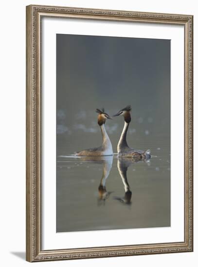 Great Crested Grebe (Podiceps Cristatus) Pair During Courtship Ritual, Derbyshire, UK, March-Andrew Parkinson-Framed Photographic Print