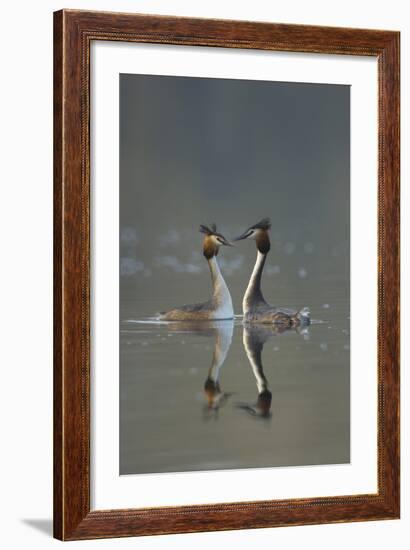 Great Crested Grebe (Podiceps Cristatus) Pair During Courtship Ritual, Derbyshire, UK, March-Andrew Parkinson-Framed Photographic Print