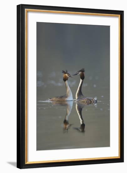 Great Crested Grebe (Podiceps Cristatus) Pair During Courtship Ritual, Derbyshire, UK, March-Andrew Parkinson-Framed Photographic Print