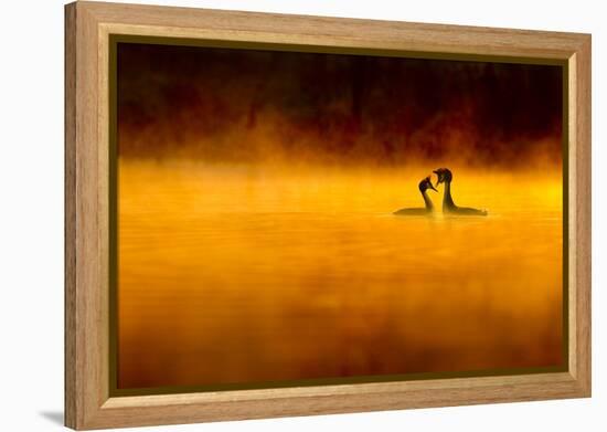 Great Crested Grebe (Podiceps Cristatus) Pair Performing Courtship Displaying at Dawn, Cheshire, UK-Ben Hall-Framed Premier Image Canvas