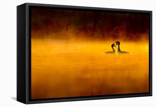 Great Crested Grebe (Podiceps Cristatus) Pair Performing Courtship Displaying at Dawn, Cheshire, UK-Ben Hall-Framed Premier Image Canvas