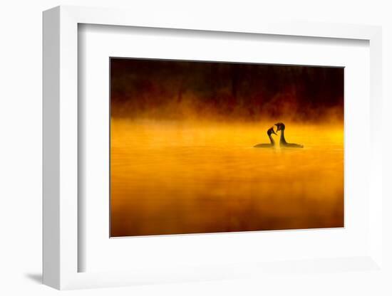 Great Crested Grebe (Podiceps Cristatus) Pair Performing Courtship Displaying at Dawn, Cheshire, UK-Ben Hall-Framed Photographic Print