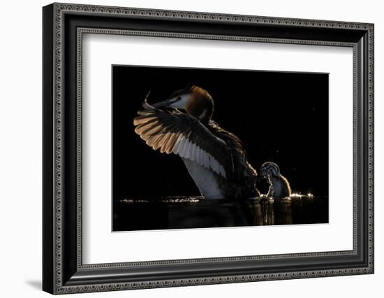 Great crested grebe shaking chick from back, The Netherlands-David Pattyn-Framed Photographic Print